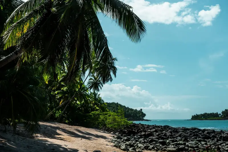 Cocotiers au-dessus d'une plage de sable et de galets, face à la mer, aux îles du Salut, au large de la Guyane.